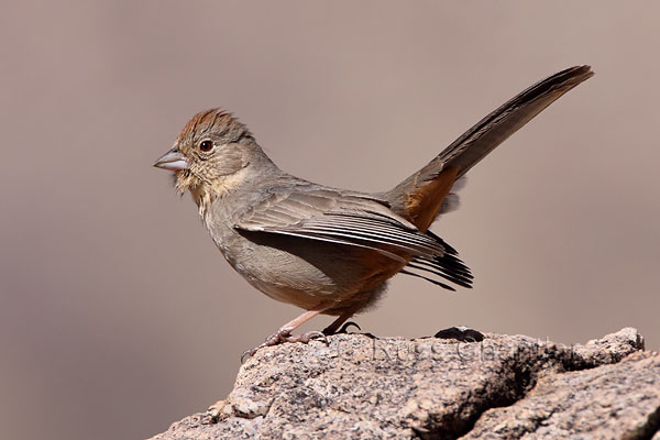 Canyon Towhee © Russ Chantler